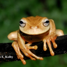 Exquisite spike-thumb frog (Plectrohyla exquisita)